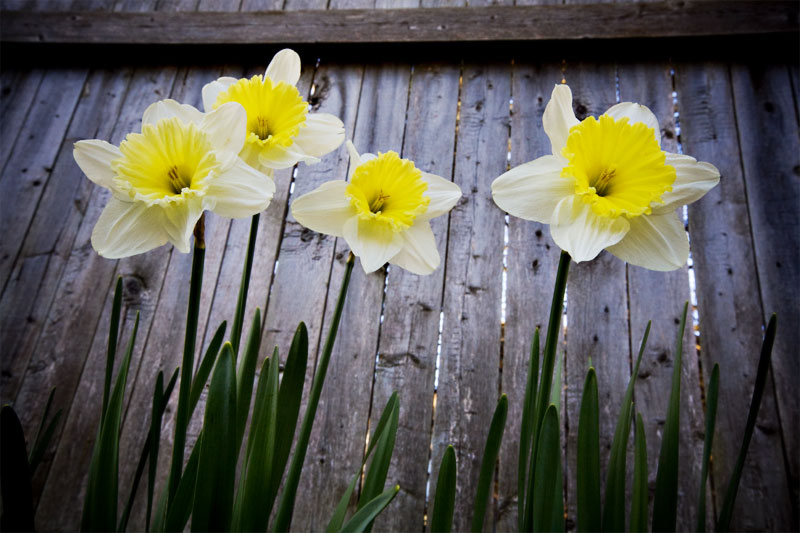 Bello Photography - Cape Cod Photographers