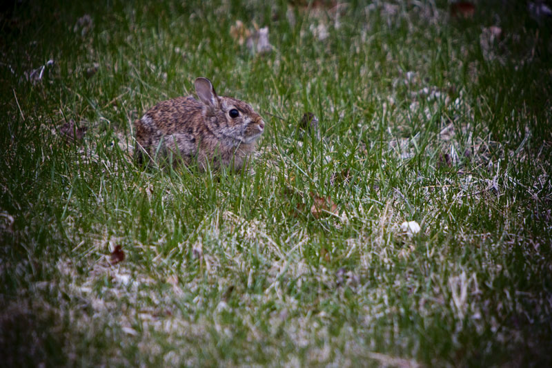 Bello Photography - Cape Cod Photographers