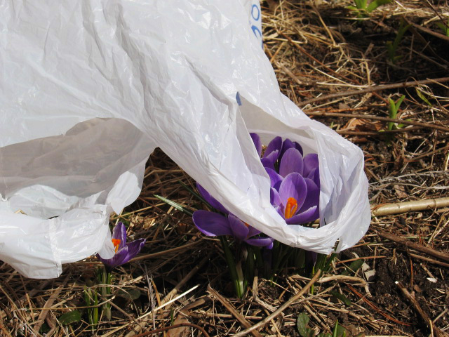 plastic-bag-four.jpg