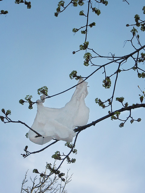plastic-bag-two.jpg