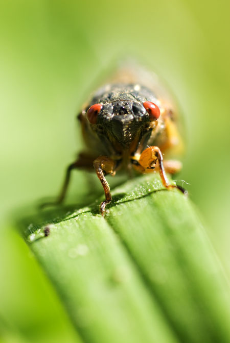 cicada - cape cod photographers