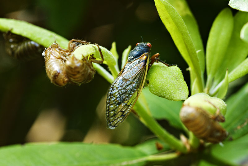 cicada - cape cod photographers