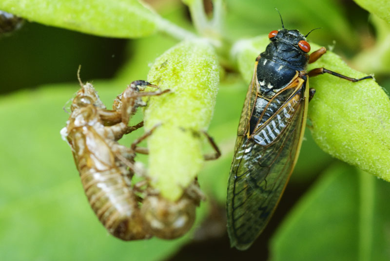 cicada - cape cod photographers