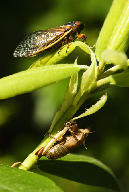 cicadas - cape cod photographers