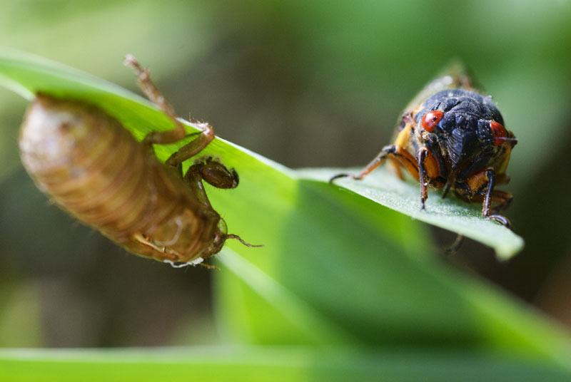 cicadas - cape cod photographers