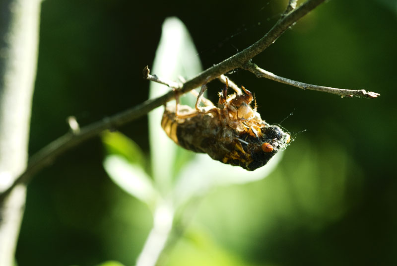 cicadas - cape cod photographers