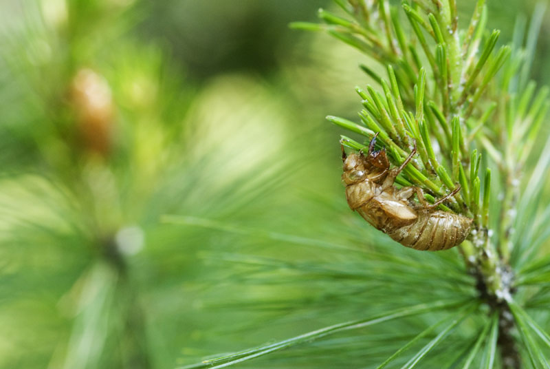 cicadas - cape cod photographers