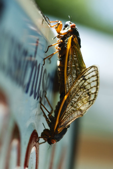 cicadas - cape cod photographers