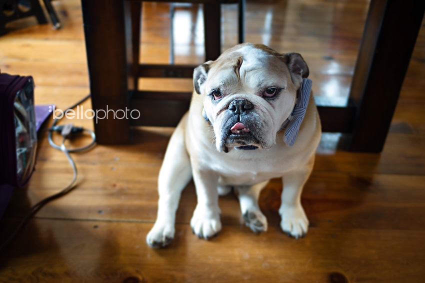 bulldog wedding dog